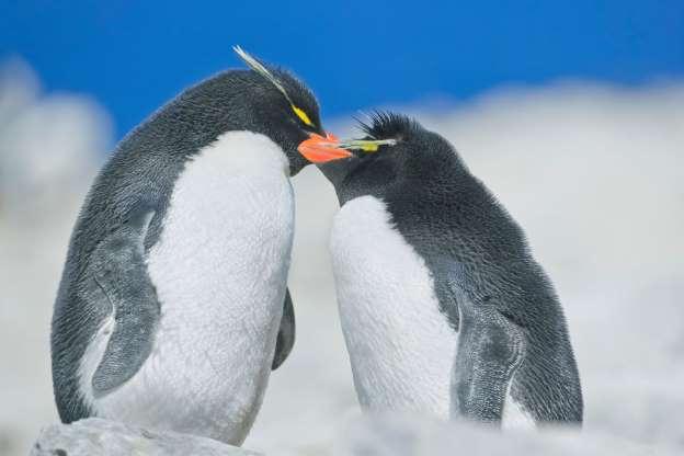 ペンギン