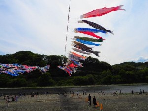 4月29日～5月5日　泳げ鯉のぼり相模川