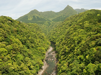 照葉樹林の例（屋久島）