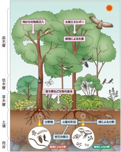 森林の生物＜森林生態系イラスト＞