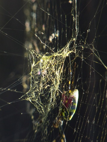 ジョロウグモの黄色い糸 相模原市立博物館の職員ブログ