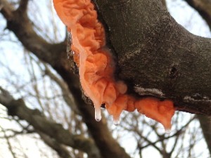 木の枝にとりついたオレンジ色の物体 相模原市立博物館の職員ブログ