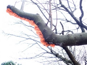 木の枝にとりついたオレンジ色の物体 相模原市立博物館の職員ブログ