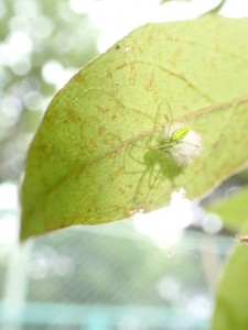緑の中の緑のクモ 相模原市立博物館の職員ブログ