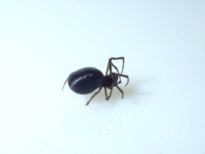 黒いイソウロウ クモ 相模原市立博物館の職員ブログ