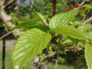 クワの花 相模原市立博物館の職員ブログ