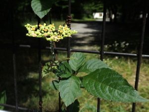 見どころたくさんのつる雑草 相模原市立博物館の職員ブログ