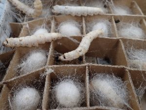 カイコの繭づくりを観察できる まぶし 相模原市立博物館の職員ブログ