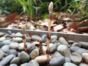 つくし 相模原市立博物館の職員ブログ