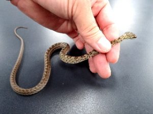 私はアオダイショウ ヘビの写真あり 相模原市立博物館の職員ブログ