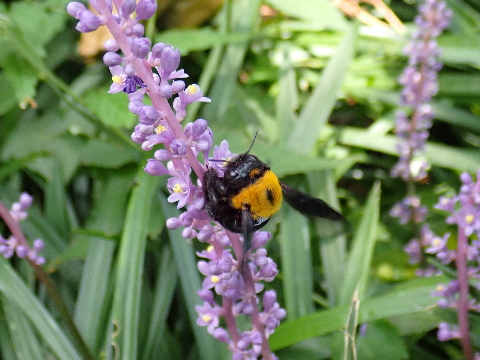 ヤブランが花盛り クマバチの飛行も 相模原市立博物館の職員ブログ