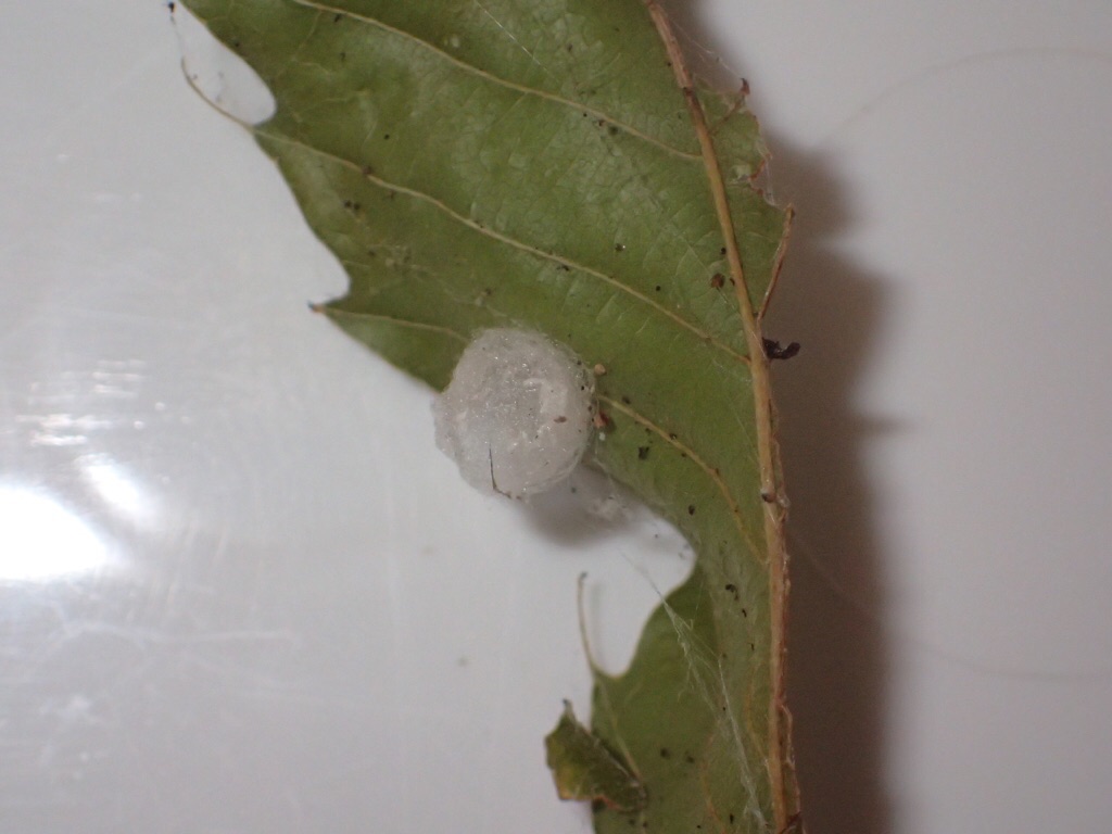 ゴミグモの卵嚢: ご近所の小さな生き物たち
