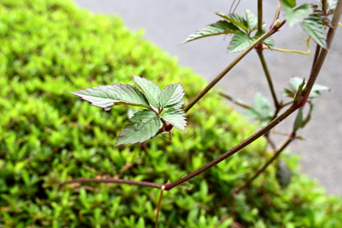 玄関から歩の自然 その8 伸長中のつる植物 相模原市立博物館の職員ブログ