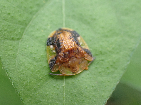 アサガオの害虫 相模原市立博物館の職員ブログ