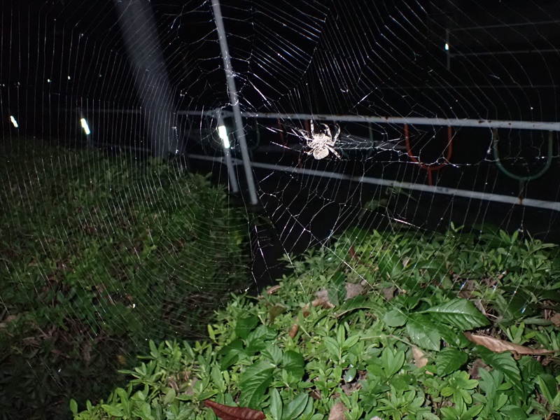 朝のクモ 夜のクモ 相模原市立博物館の職員ブログ