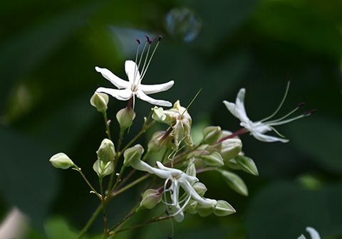 決めつけられない、植物の匂い | 相模原市立博物館の職員ブログ