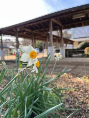 尾崎咢堂記念館（水仙）