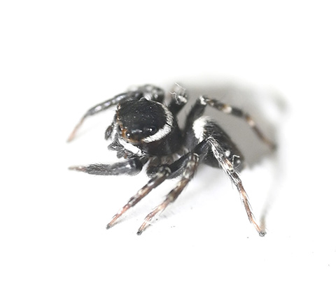 Fashionable Jumping Spiders ハエトリグモ, クモ, 美しい生物