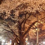 地域の魅力夜桜001