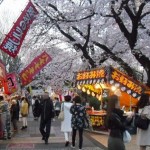 地域の魅力夜桜002