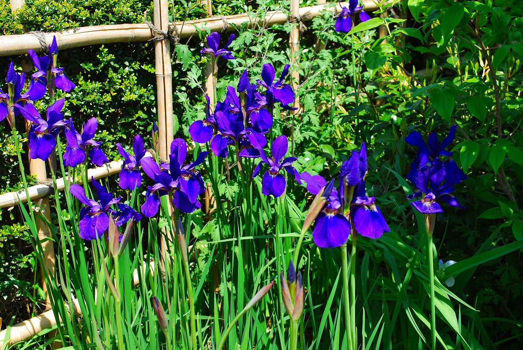 アヤメ – さがみはらの花めぐり