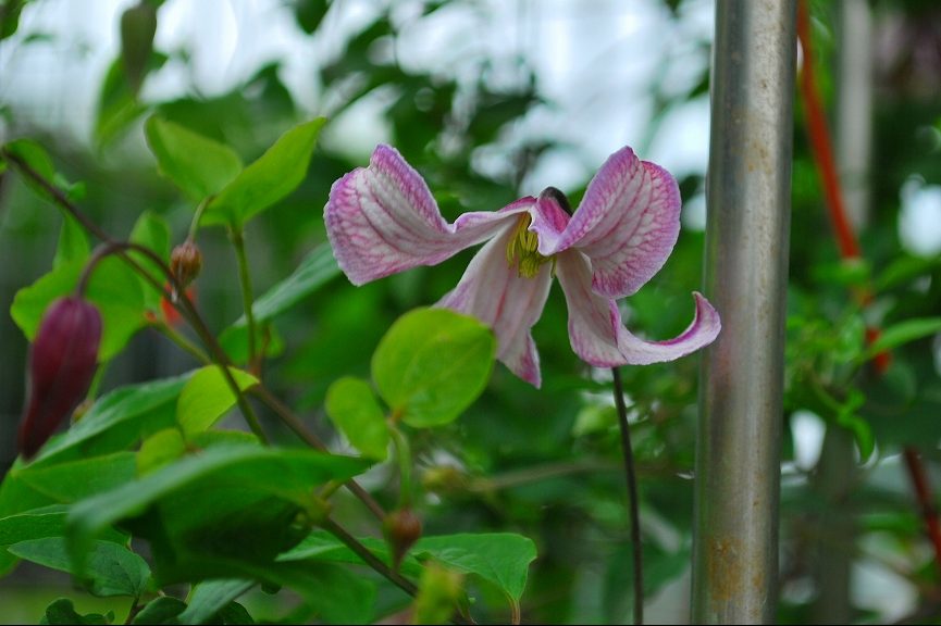 クレマチス パゴダ さがみはらの花めぐり