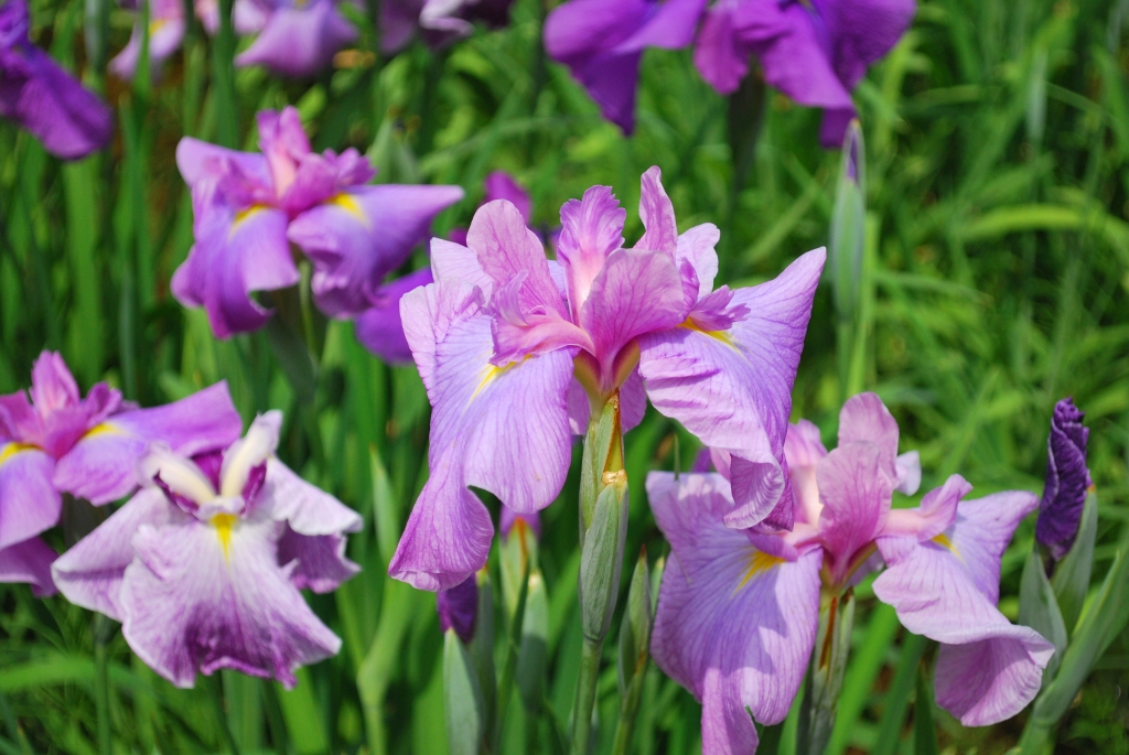 ハナショウブ(伊勢系) – さがみはらの花めぐり