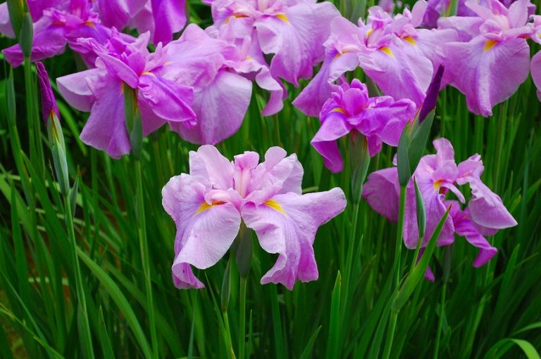 さがみはらの花めぐり – 相模原市内の公園(少額の有料公園含む)及び、神社・仏閣、河川・山などに咲いている花の今、この時期に見ごろの花を