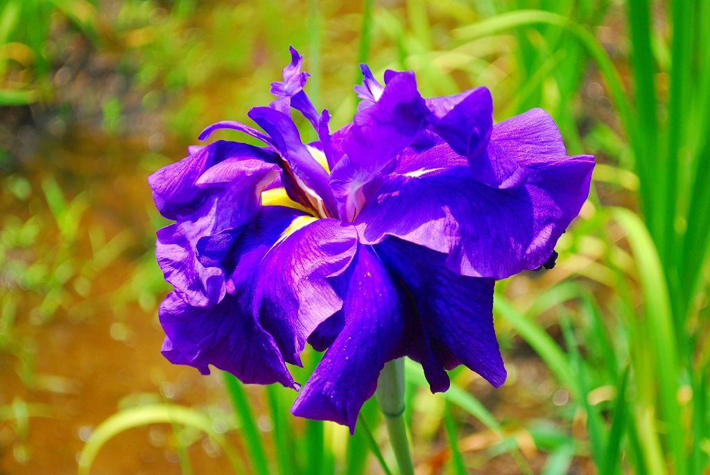 ハナショウブ – さがみはらの花めぐり