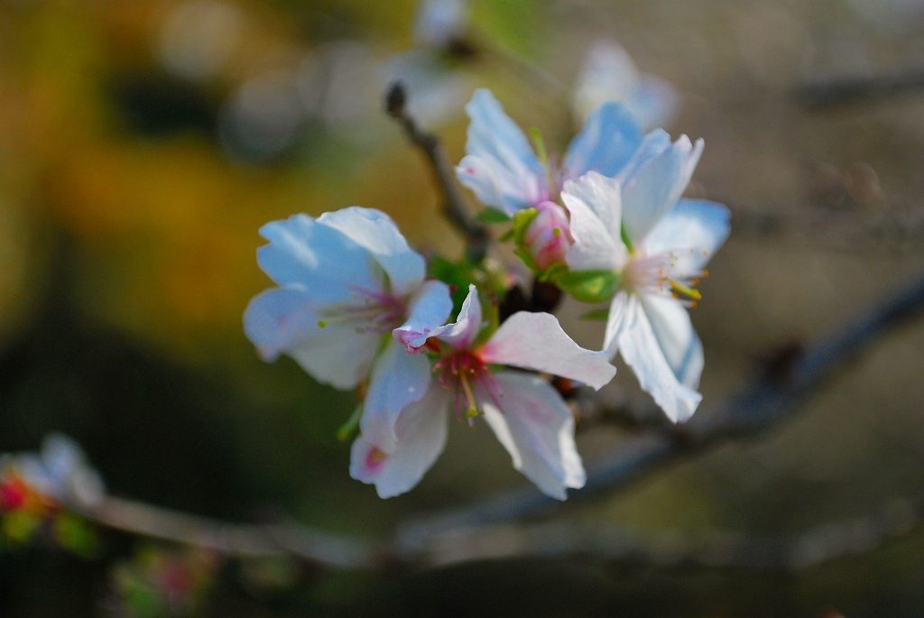 04月 – さがみはらの花めぐり