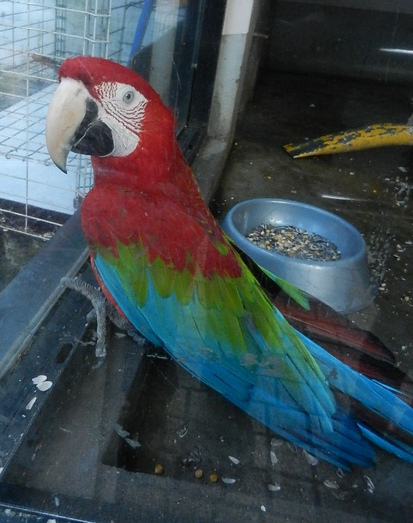 ベニコンゴウインコ