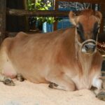 ジャージー種乳牛