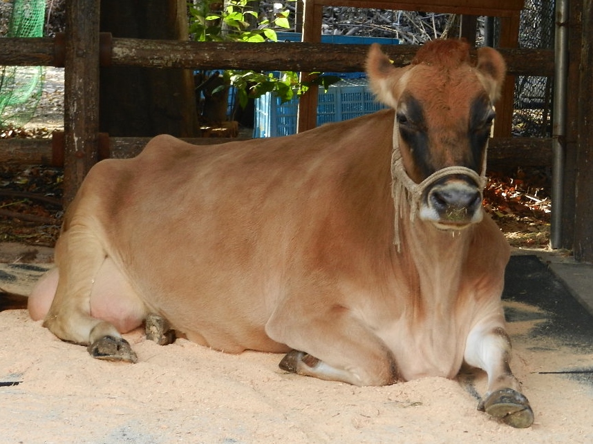 ジャージー種乳牛