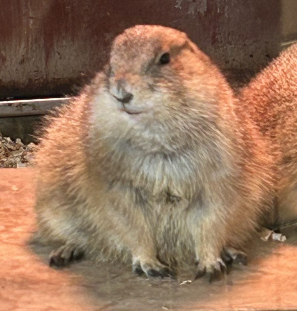 オクロフレーリードック