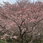 相模川自然の村公園