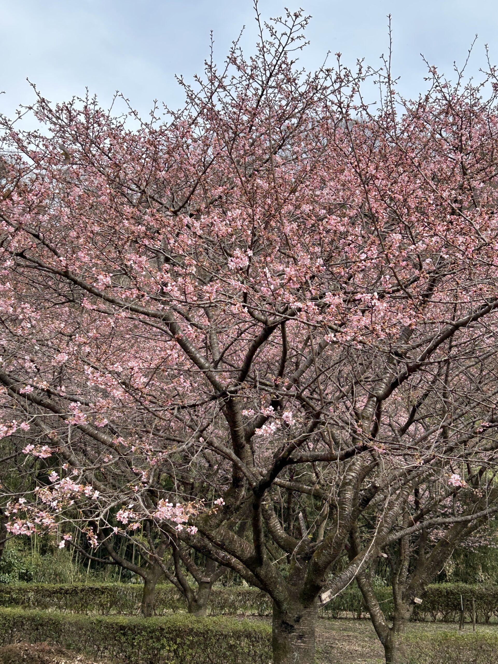 相模川自然の村公園