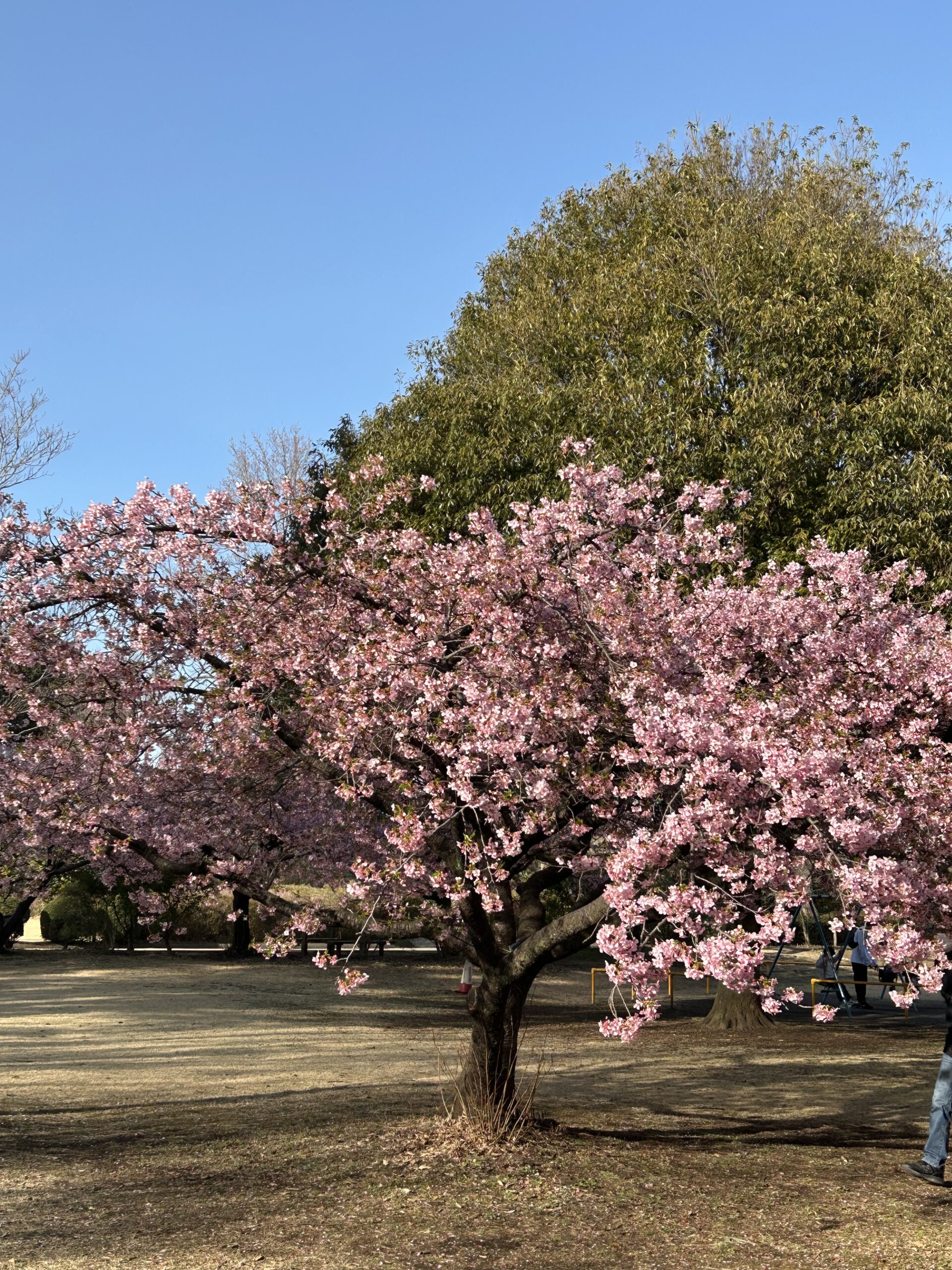 県立相模原公園（河津）
