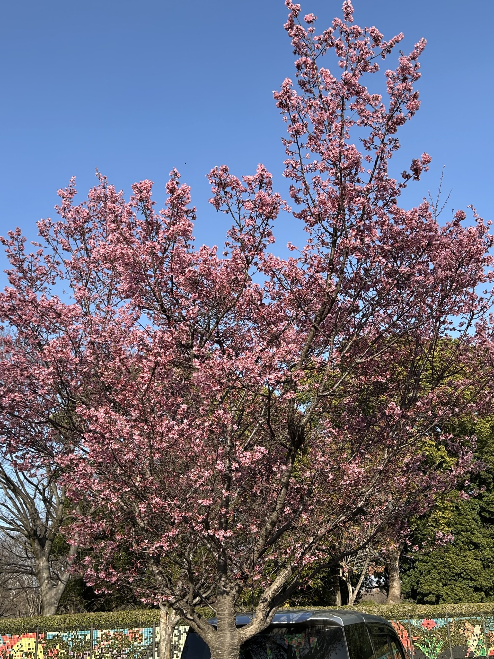 県立相模原公園（おかめ）